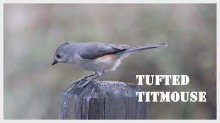 The remarkable variation of tufted titmouse call.