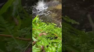 Beautiful Water fountain @ San Diego Botanic Garden | Crunchy Creations