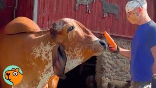 Giant Cow Loves To Purr When He Gets Scratches! | Cuddle Buddies