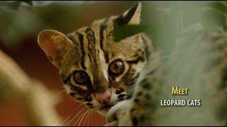 Leopard Cat