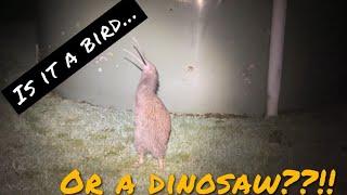 **SUBSCRIBE **For Rare Kiwi bird in our back yard showing off