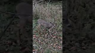 #deerhunting#bowhunting#whitetail#unicorn#outdoors