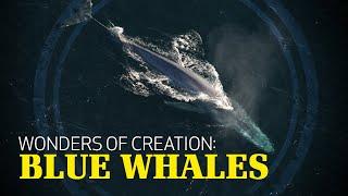 Wonders of Creation: Blue Whales