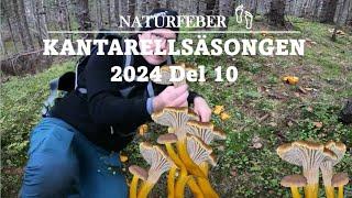 Kantarellsäsongen Del 10 (Chanterelleseason Part 10) Sweden Höga Kusten Ångermanland