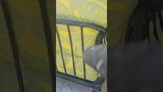 Stalking an Iguana