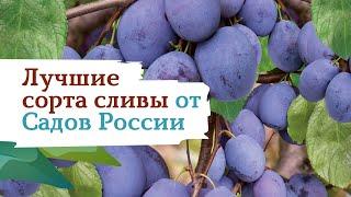 Лучшие сорта сливы от Садов России