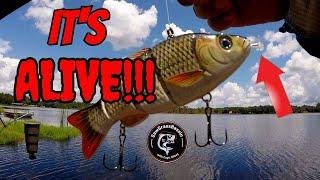 ROBOTIC LURE vs REAL LIVE BAIT!! Bass Fishing Challenge!! (Giant Bass Caught!)