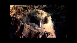 National Geographic Documentary -  North America - Wildlife Animal