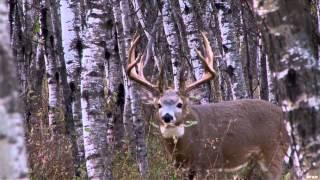 Canadian Whitetail Television - A Giant Life Part 2