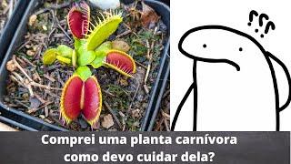 Como cuidar de uma planta carnivora do tipo Dioneia.