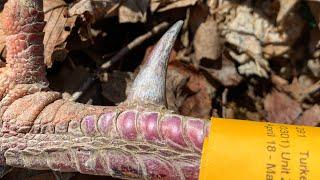 Turkey Hunting; Michigan Out of Doors TV #2114