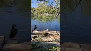 Mallard ducks in Port Credit Harbour#Mallards ducks#Ducks