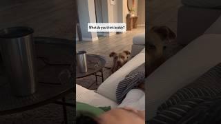 We play when the sun sets in AZ. #dogs #doglove #dogshorts #dog