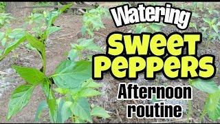 AFTERNOON ROUTINE | Watering Sweet Peppers | Suncheese