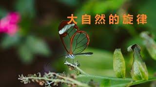 大自然的旋律 Melody of nature 【YouTube流行音乐】 #悠雅#youyamusic#大自然