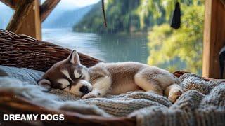 12 Hours of Soothing Dog Music  Relaxing Sounds to Ease Anxiety & Help Dogs Sleep Peacefully 