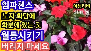 임파첸스.버리지 마세요.월동방법(노지.화단)