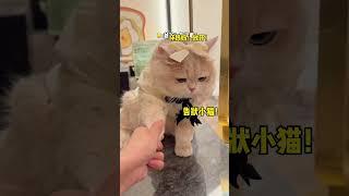 【#薄荷猫猫甜不甜】当妈妈吃泡面溅了小猫一身! :我真的不是故意的! :坏女人!走开!!#薄荷猫猫