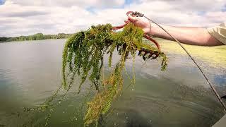 Fighting Invasive Species in Florida: Protecting Our Ecosystems & Water Resources on District Lands