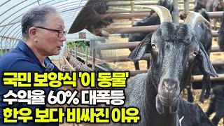 국민 보양식 "이 동물" 수익률 60% 대 폭등 한우보다 비싸진 이유[위대한 실패]