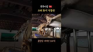 엄청난 사이즈의 고래 화석 #베트남 #베트남여행 #조르딕