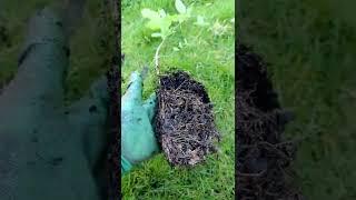  Planting Honeysuckle 