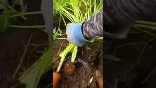 Farmers harvest large and satisfying carrots #shorts