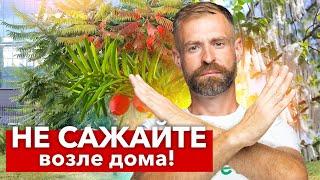 КАКИЕ ДЕРЕВЬЯ НЕЛЬЗЯ САЖАТЬ РЯДОМ С ДОМОМ? 7 деревьев, от которых лучше избавиться и не высаживать