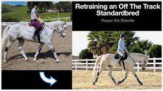 Retraining an Off The Track Standardbred | Happy the Standie