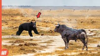 Look What Happened to This Bear When It Came Close to Bull