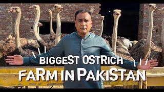 Biggest Ostrich Farm in Pakistan | Ostrich Eggs Price in Pakistan | Ostrich Price in Pakistan