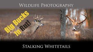 Wildlife Photography - Whitetail Deer