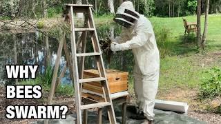 Capturing a Swarm of Bees