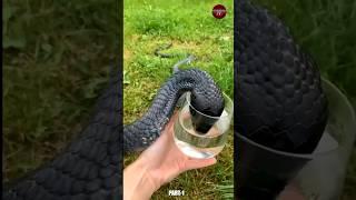 Black Mamba Snake #shorts PART-1