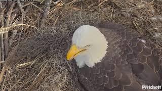 Southwest Florida Eagle Cam