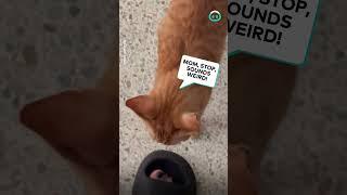 Cheddar Cat Tries To Stop Owner's Singing || ViralHog