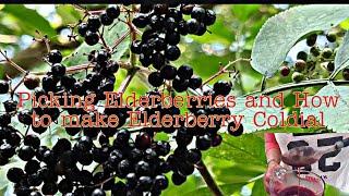 Picking Elderberries in Tooting Bec London| How to make Elderberry Cordial |Benefits Drink it