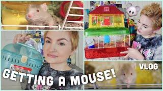 HUGE PET MOUSE VLOG