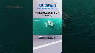 Baka, tumakas sa bullfight at lumangoy sa dagat sa Masbate! #shorts | Balitanghali