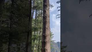 Lightning strike on Tree              #GauriMitti #udhampur #reasi