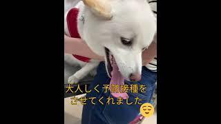 予防接種の前に隠れんぼする柴犬こゆきの行動は…