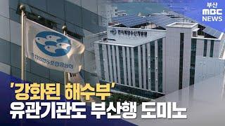 '강화된 해수부'..유관기관도 부산행 도미노 (2025-06-17,화/뉴스데스크/부산MBC)