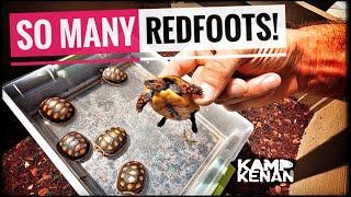 Beginner's guide to REDFOOT Tortoises!