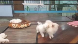 88 PETS MART [DOG HOTEL] 狗狗酒店(Petaling Jaya, Malaysia) 2016 # 21