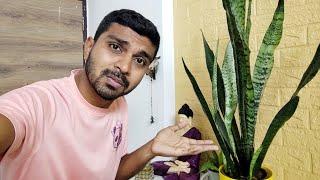 Snake Plant ..??  || સાંપ નો છોડ 