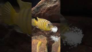 African Cichlid Tank