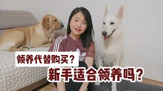 【宠物领养】新手适合领养狗狗吗？领养前你需要知道的事情 | 如果捡到流浪狗但不打算养 我们可以怎么做 | 【养狗这件大事】第四期