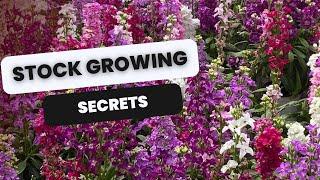  How to Grow Stock - Matthiola 