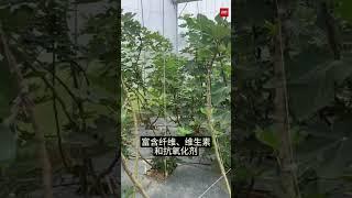 现摘现吃品尝最纯真滋味　探索奇异的无花果世界