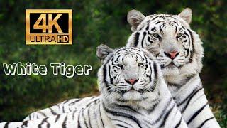 White Tiger  4K